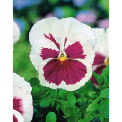 Velikocvetni vrtni mahnitini - beli z rožnato pegljo - 240 semen - Viola x wittrockiana  - semena