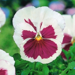 حديقة كبيرة من الزهور المزهرة - أبيض مع بقعة وردية - 240 بذرة - Viola x wittrockiana  - ابذرة