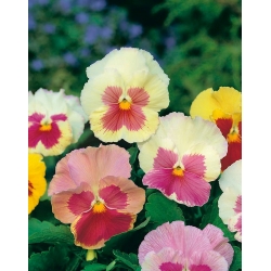 Pansy Imperial Antique Shades, Liebesduett seeds - Viola x wittrockiana - 320 seeds