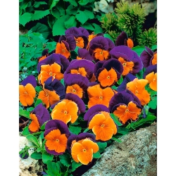 Biji Pansy Sorbet Orange Duet - Viola x wittrockiana - 240 biji - benih