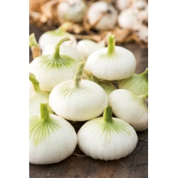 Onion "Aviv" - white variety for marinades - 1000 seeds