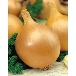Onion "Wiktoria Skierniewic" - medium late variety with evenly breaking up chives - 1250 seeds