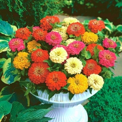Home Garden - Dwarf common zinnia, youth-and-age "Pepito" - for indoor and balcony cultivation - 60 seeds