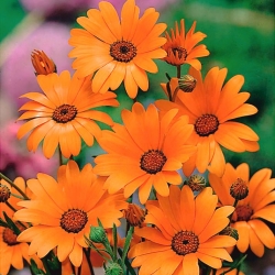 Glandular Cape marigold "Tetra Goliath" - pomaranč; Namaqualand sedmokráska, oranžová Namaqualand sedmokráska - 248 semien - Dimorphotheca aurantiaca - semená