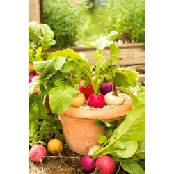 Home Záhrada - Radišová odrodová zmes - na pestovanie vnútorných a balkónov - 850 semien - Raphanus sativus L. - semená