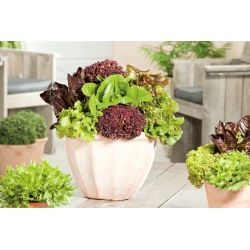 Home Garden - Hỗn hợp rau diếp - cho trồng trong nhà và ban công - 900 hạt - Lectuca sativa 