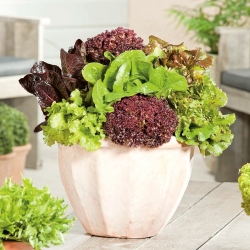 Home Garden - Hỗn hợp rau diếp - cho trồng trong nhà và ban công - 900 hạt - Lectuca sativa 