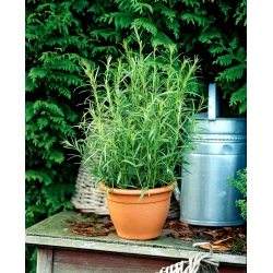 Estragão - 500 sementes - Artemisia dracunculus