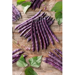Fasole verde "Blauhilde" - varietate purpuriu, purpuriu - Phaseolus vulgaris L. - semințe