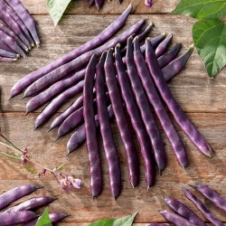 Green bean "Blauhilde" - staked, purple pod variety