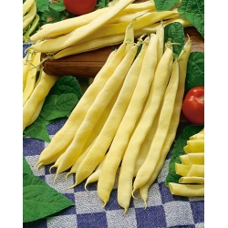 قزم ، الفاصوليا الفرنسية الصفراء "Galopka" - 100 بذور - Phaseolus vulgaris L. - ابذرة