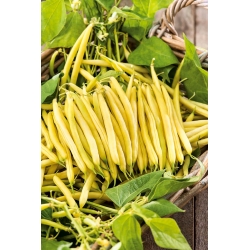 قزم الفاصوليا الصفراء الفرنسية "Gold Pantera" - Phaseolus vulgaris L. - ابذرة