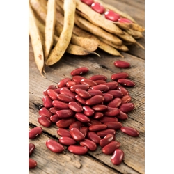 Dwarf Kidney Bean seeds - Phaseolus vulgaris