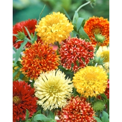 Firewheel; Indian blanket, Indian blanketflower, sundance - 400 seeds