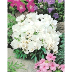 Baltosios Godetijos sėklos - Godetia grandiflora - 1500 sėklų