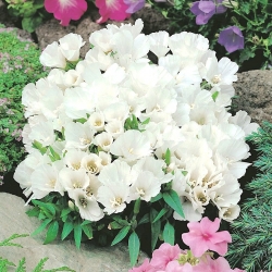 Semillas de Godetia blancas - Godetia grandiflora - 1500 semillas
