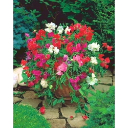 Domov Záhrada - Sladký hrášok "Knee-Hi" - pre pestovanie vnútorných a balkónov - 60 semien - Lathyrus odoratus - semená