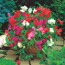 Home Garden - Sweet pea "Knee-Hi" - para cultivo en interiores y balcones - 60 semillas - Lathyrus odoratus