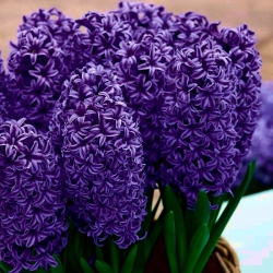 Hyacinth Peter Stuyvesant - 3 buah - Hyacinthus