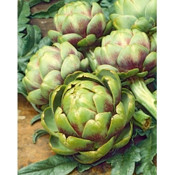 Artičok "Vert de Provence" - nízkokalorická, profylaktická zelenina - 20 semien - Cynara scolymus - semená