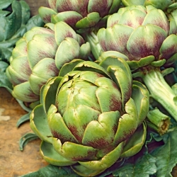 Atisô "Vert de Provence" - loại rau ít calo, dự phòng - 20 hạt - Cynara scolymus