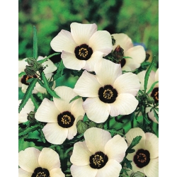 베니스 맬 로우, 꽃의 시간 씨앗 - 히비스커스 라 trionum - 220 씨앗 - Hibiscus trionum