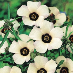 Flor - de - todas - as - horas - 220 sementes - Hibiscus trionum