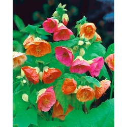 Semillas de arce florecientes - Abutilon hybridum - 78 semillas - Abutilon x hybridum