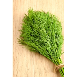 Dill 'Turquoise'