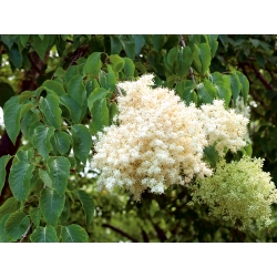 اليابانية شجرة بذور الليلك - الحقن شبكاني - Syringa reticulata - ابذرة