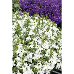 Белая окантовка лобелии; садовая лобелия, висячая лобелия - 3200 семян - Lobelia erinus - семена