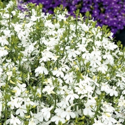 Белая окантовка лобелии; садовая лобелия, висячая лобелия - 3200 семян - Lobelia erinus - семена