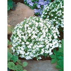 Lobelia Riviera White seed - Lobelia erinus - 3200 biji