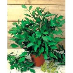 Home Garden - lovage - para cultivo en interiores y balcones - Levisticum officinale - semillas