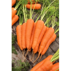 गाजर "अस्कोना एफ 1" - देर से, चिकनी किस्म जो टूटती नहीं है - 4250 बीज - 