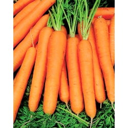Carrot "Jagna" - medium early variety - 4250 seeds