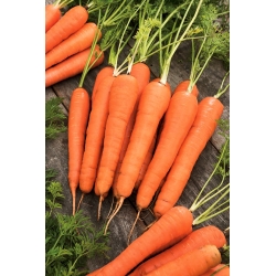 Carrot "Kinga" - early variety - 5100 seeds