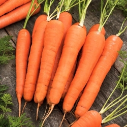 Carrot "Kinga" - early variety - 5100 seeds