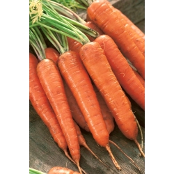 Морков "Нант Амелиори 2 - Там Там" - ранен сорт - Daucus carota - семена