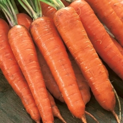 Zanahoria - Nantes Amelioree 2 - Tam Tam - Daucus carota - semillas
