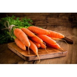 胡萝卜“奥林巴斯”-种子胶带 - 