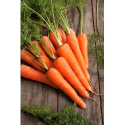 Carrot "Rumba" - medium early, sweet, vividly orange variety - 2550 seeds