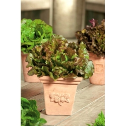 Mini Garden - Lettuce untuk memotong daun - merah, pelbagai keriting - untuk penanaman balkoni dan teres -  Lactuca sativa var. Foliosa - benih