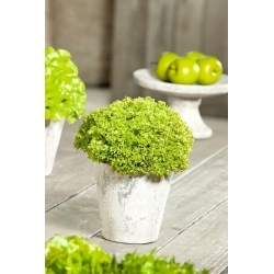 Zöld leveles saláta -  Lactuca sativa var. Foliosa - magok