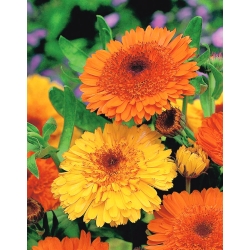 Pot marigold "Deja Vu" - campuran pelbagai; ruddles, marigold biasa, Scotch marigold - 216 biji - Calendula officinalis - benih