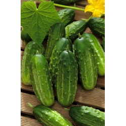 Cucumber "Basza" - pickling variety - 175 seeds
