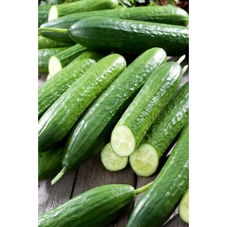 Cucumber "Gracius Gladki F1" - field variety for salads - 175 seeds