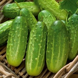 Field cucumber  'Polan' - pickling variety - 100 gram
