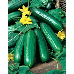 Cucumber "Lech F1" - greenhouse variety for spring and autumn cultivation under covers - 30 seeds