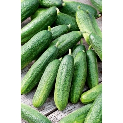Cucumber "Partner F1" - for greenhouse, tunnel and field cultivation - SEED TAPE